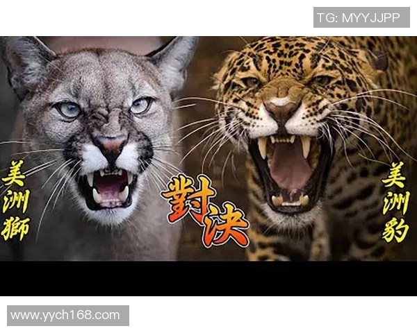 阿特拉斯与美洲狮对决前瞻分析及竞猜策略分享